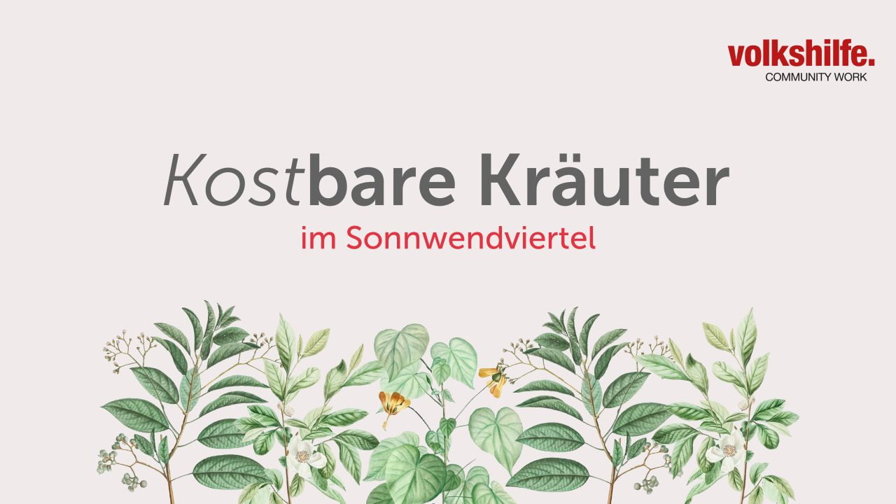 Kraeuter_Web_Zeichenflaeche-1-1280x720 Kraeuter_Web_Zeichenflaeche-1-1280x720